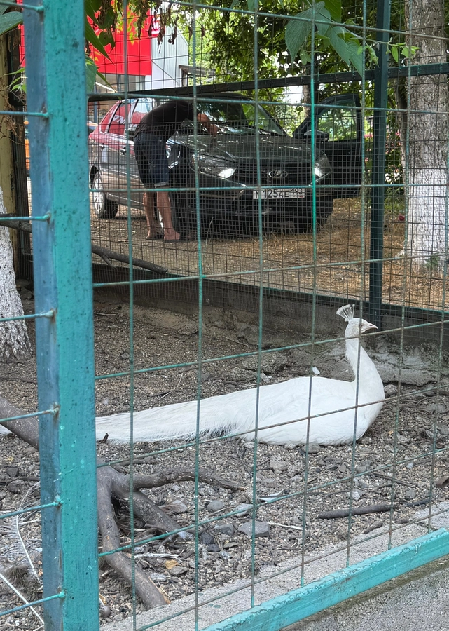 Контактный зоопарк